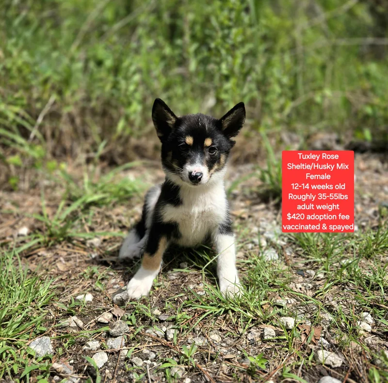 A baby medium-sized female Shetland Sheepdog / Sheltie dog named Tuxley Rose for adoption in Oviedo, FL