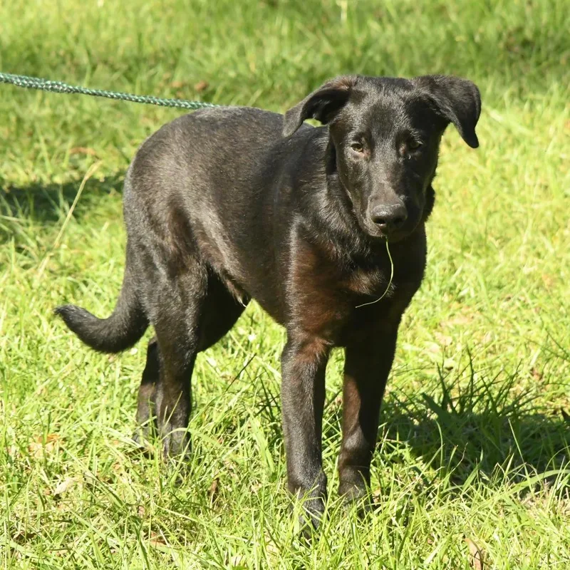 An adult large-sized male Black Chocolate Labrador Retriever dog named Marcus for adoption in Natchez, MS