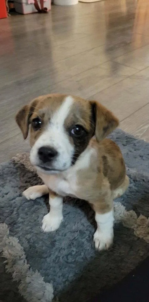 Hazel