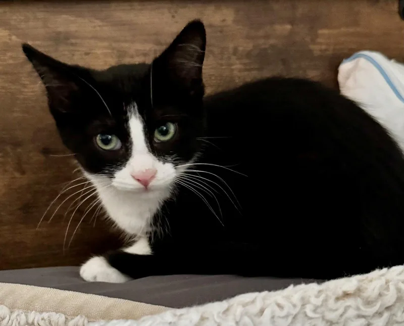 A baby medium-sized male Domestic Short Hair cat named Viktor for adoption in Walled Lake, MI
