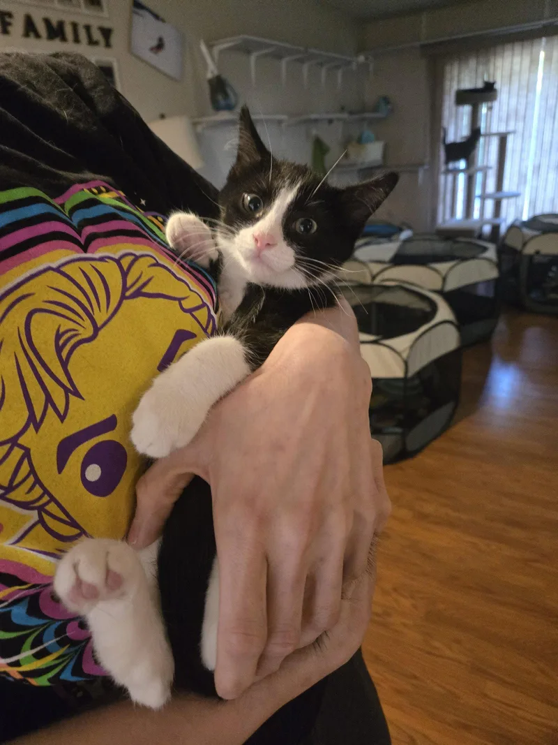 Viktor thumbnail 3