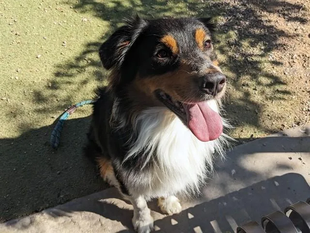 A young large-sized male Australian Shepherd dog named Stitch for adoption in Phoenix, AZ