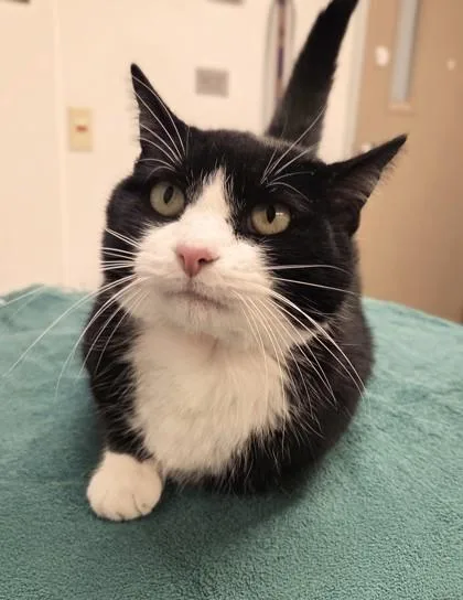 An adult small-sized male Domestic Short Hair cat named Milo for adoption in South Bend, IN