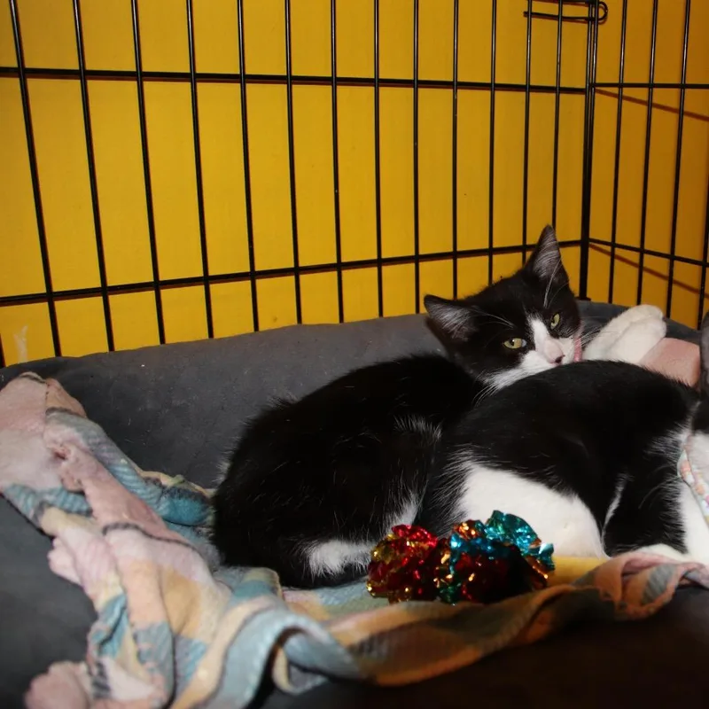 Max Factor thumbnail 4