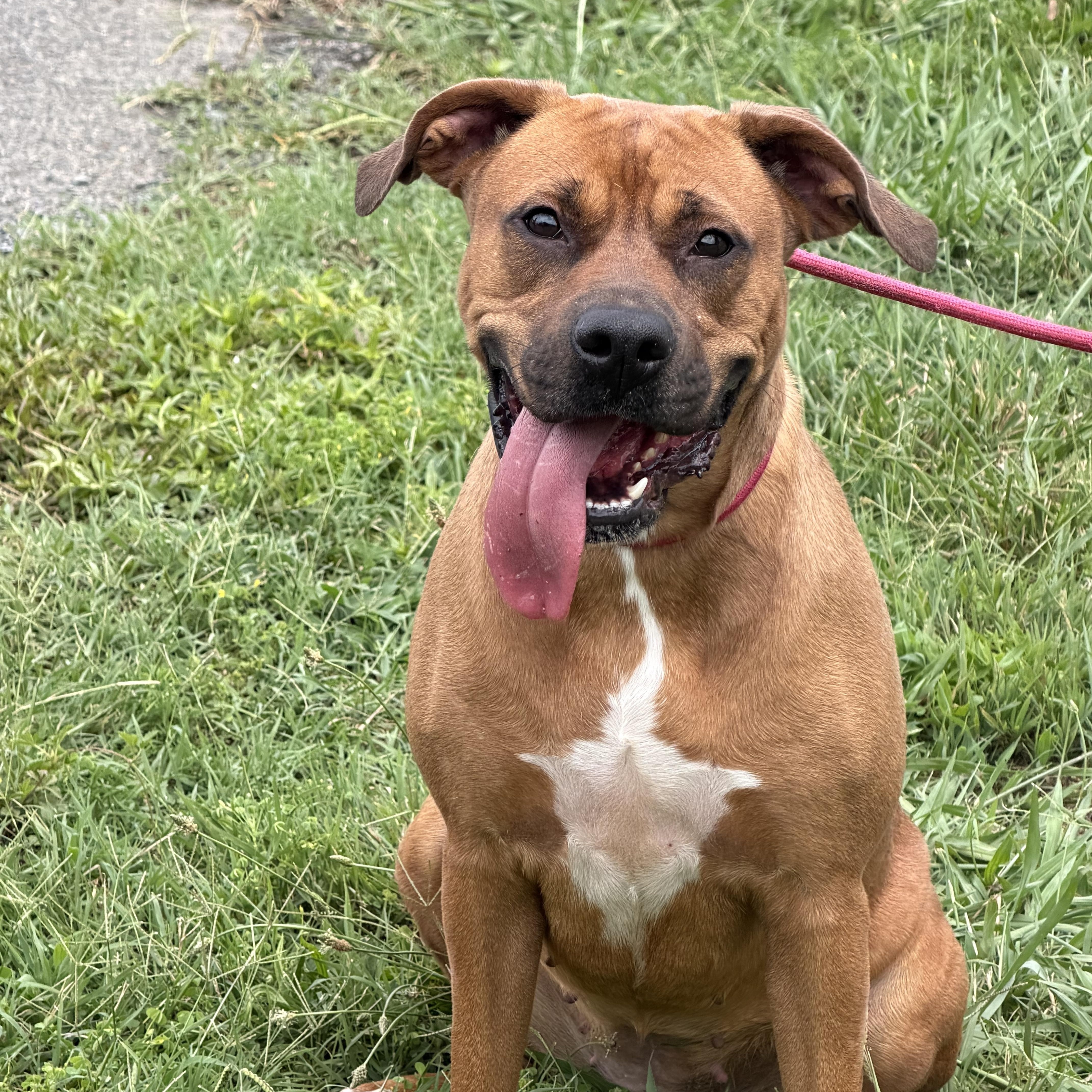 An adult medium-sized female Boxer dog named Nicolle for adoption in Albemarle, NC