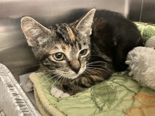 A baby small-sized female Domestic Short Hair cat named Zina for adoption in Tustin, CA
