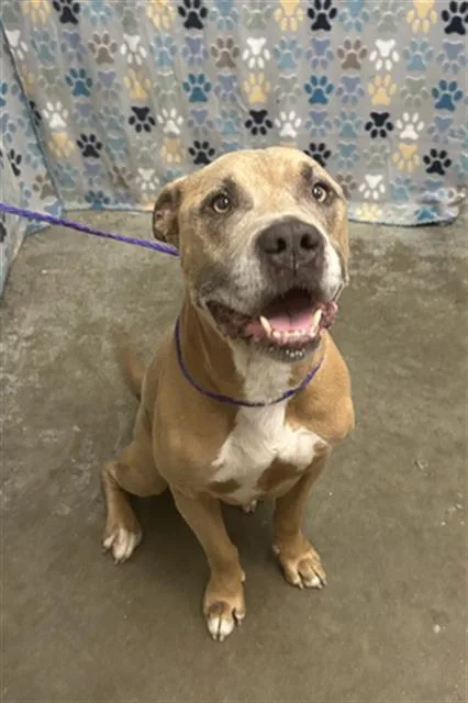 An adult medium-sized male Boxer dog named Zeus for adoption in Rosenberg, TX