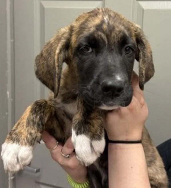 A baby large-sized female Saint Bernard dog named Maple for adoption in Littleton, CO