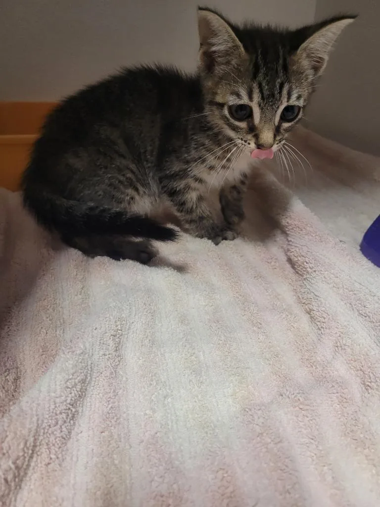 A baby small-sized male Domestic Short Hair cat named Rocket for adoption in Huntsville, TX