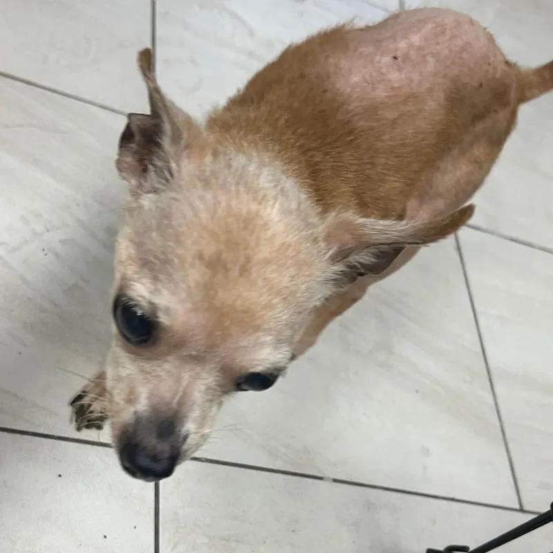 A senior small-sized female Yellow / Tan / Blond / Fawn Chihuahua dog named Jane for adoption in Lufkin, TX