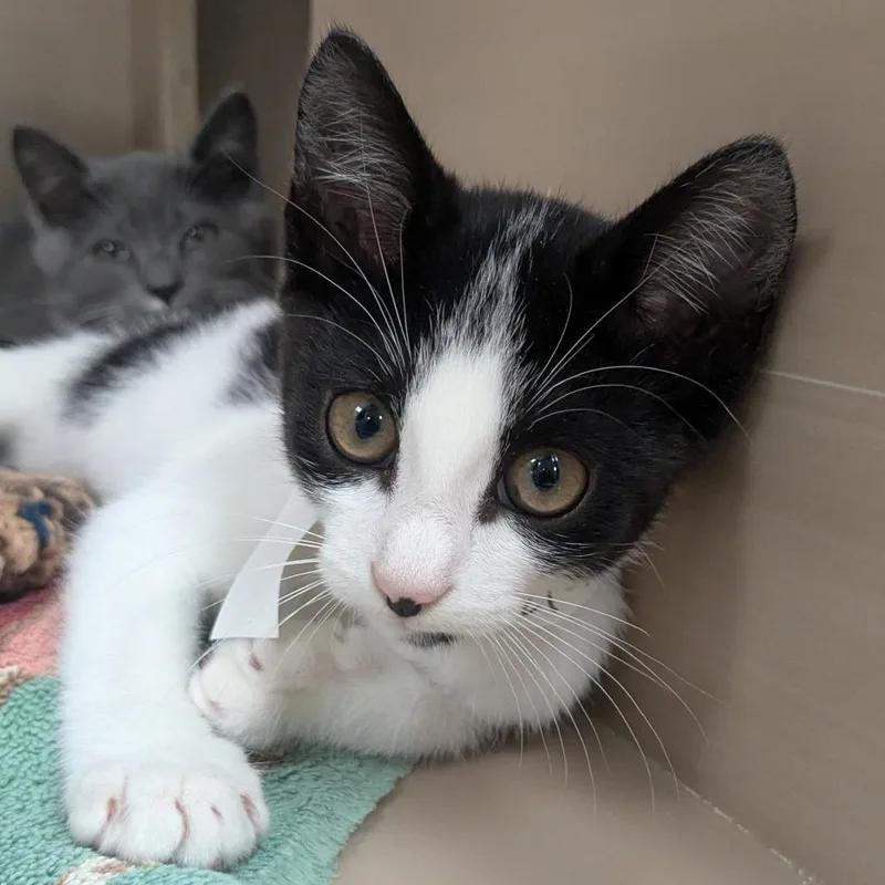 A baby small-sized male Black Domestic Short Hair cat named Reese for adoption in Birmingham, AL