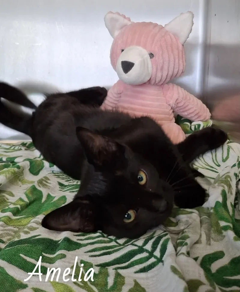 A baby medium-sized female Black Bombay cat named Amelia for adoption in Wyandotte, MI
