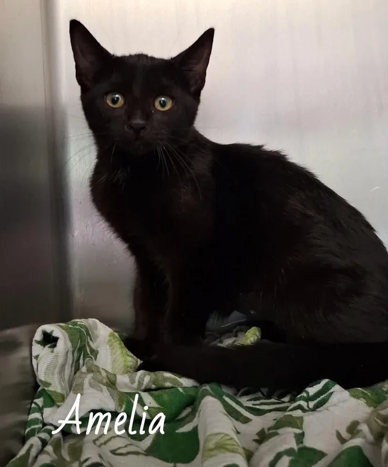 Amelia thumbnail 3