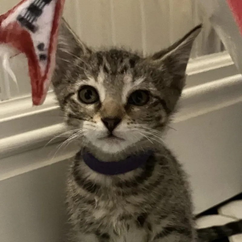 A baby small-sized female Brown / Chocolate Domestic Short Hair cat named Comet for adoption in Overland Park, KS