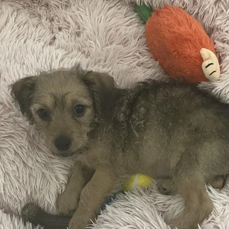 A baby small-sized female Golden Border Terrier dog named Darby for adoption in Santa Monica, CA