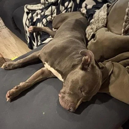 An adult medium-sized female Pit Bull Terrier dog named Milan for adoption in Washington, DC