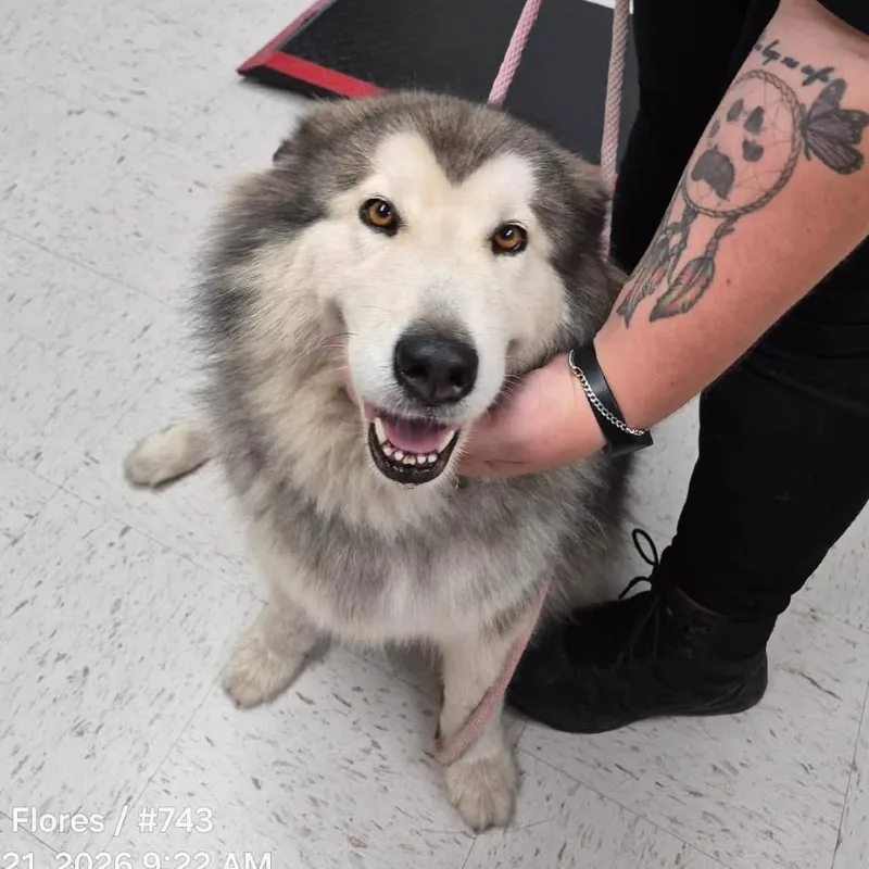 An adult large-sized female Alaskan Malamute dog named TXACStray for adoption in Portland, TX