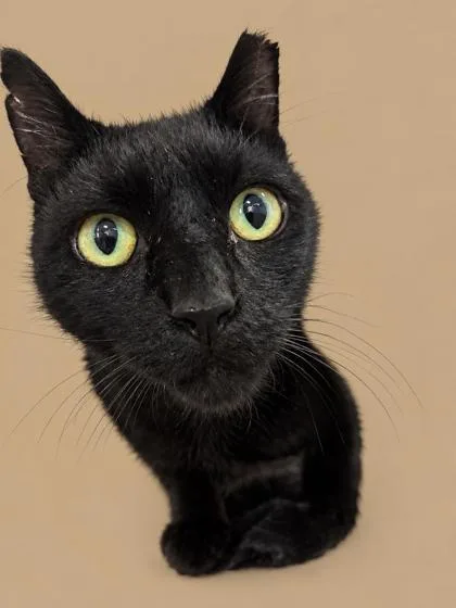 An adult small-sized male Domestic Short Hair cat named Wilder for adoption in Cumming, GA