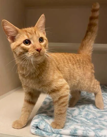 A baby small-sized male Domestic Short Hair cat named Kuzco for adoption in Bowling Green, KY