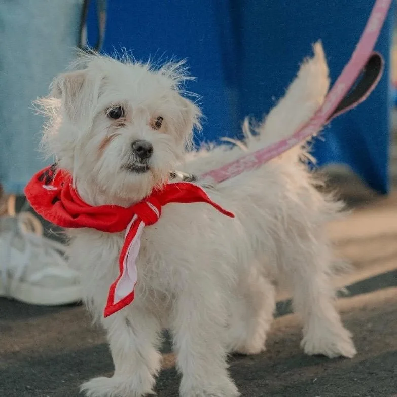 An adult small-sized male White / Cream Mixed Breed dog named Nike for adoption in Greensboro, NC