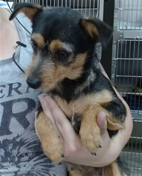 A young small-sized female Parson Russell Terrier dog named Callie for adoption in Salinas, CA