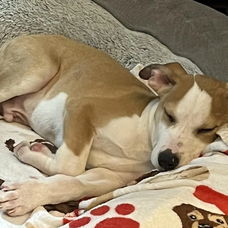 A baby medium-sized male Yellow / Tan / Blond / Fawn Mixed Breed dog named Roo for adoption in Fairfax, VA