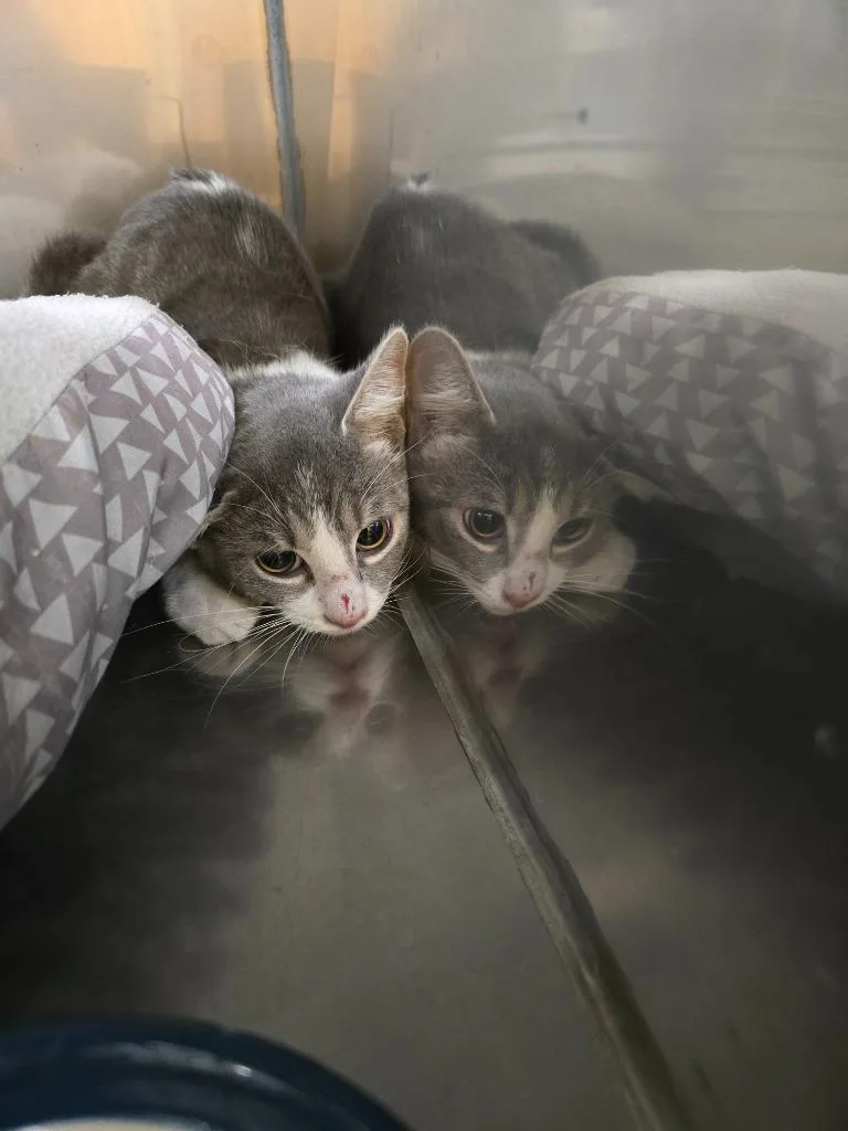 A baby small-sized male Domestic Short Hair cat named Shredder for adoption in Maumelle, AR