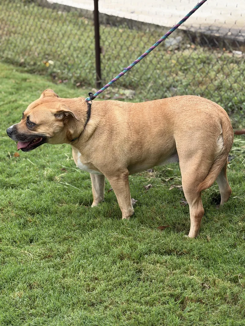 An adult large-sized female American Staffordshire Terrier dog named Hailey for adoption in Guntersville, AL