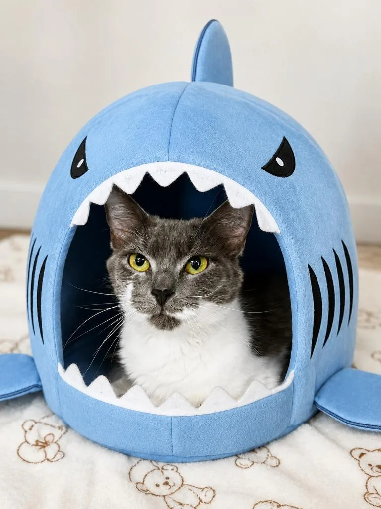 A young small-sized female Domestic Medium Hair cat named Baby Shark for adoption in Sebastian, FL