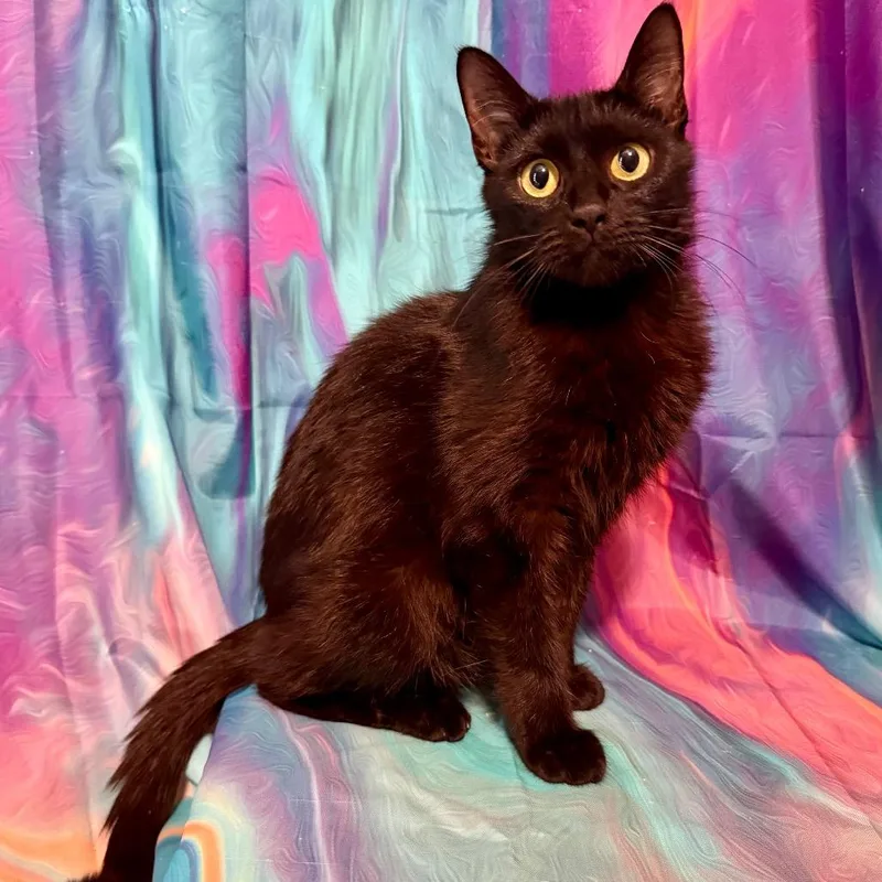 A young small-sized female Domestic Short Hair cat named Daphne for adoption in Woodstock, GA