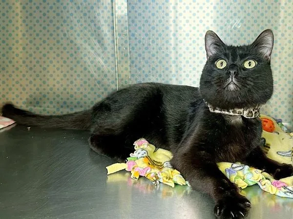 An adult small-sized male Domestic Short Hair cat named Cabosh for adoption in Sherwood, OR