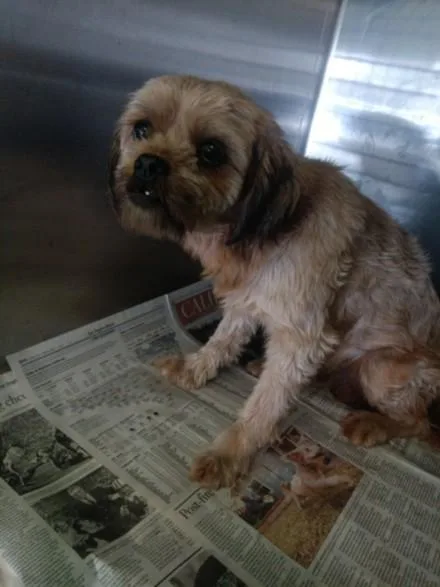 An adult medium-sized male Shih Tzu dog named Brandon for adoption in Los Angeles, CA