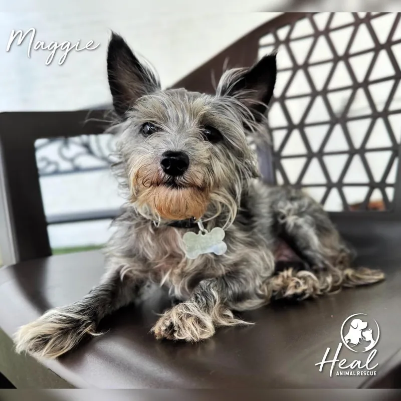 An adult small-sized female Gray / Blue / Silver Yorkshire Terrier dog named Maggie for adoption in Youngwood, PA