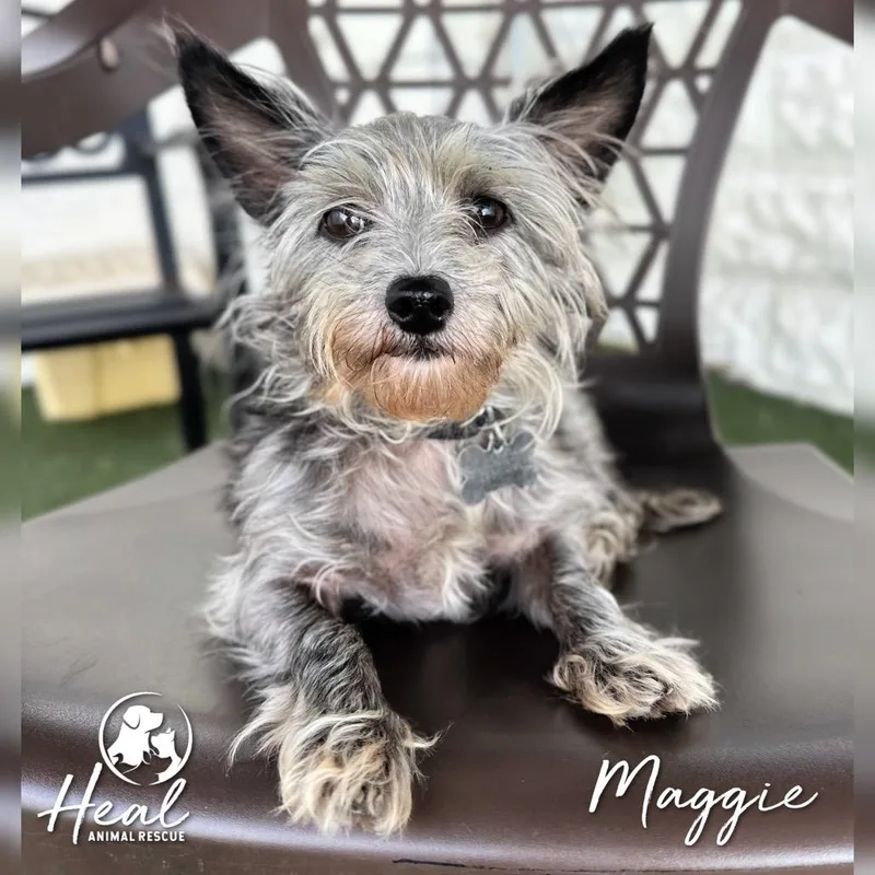 Maggie thumbnail 2