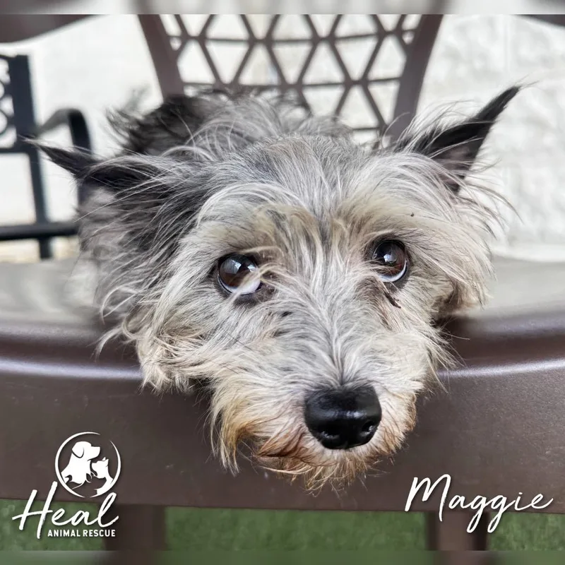 Maggie thumbnail 3