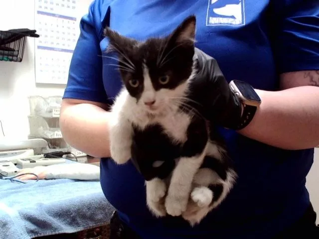 A baby small-sized female Domestic Short Hair cat named A for adoption in Martinez, CA