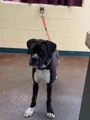 An adult large-sized male Boxer dog named Dillinger for adoption in Independence, MO