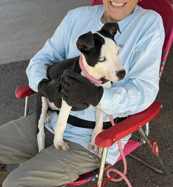 A young medium-sized female Pit Bull Terrier dog named Vada for adoption in Carrollton, GA