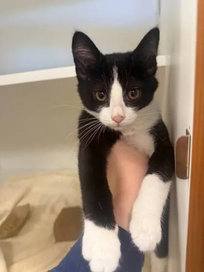 A baby small-sized male Domestic Short Hair cat named Otto for adoption in Fairfax, VA
