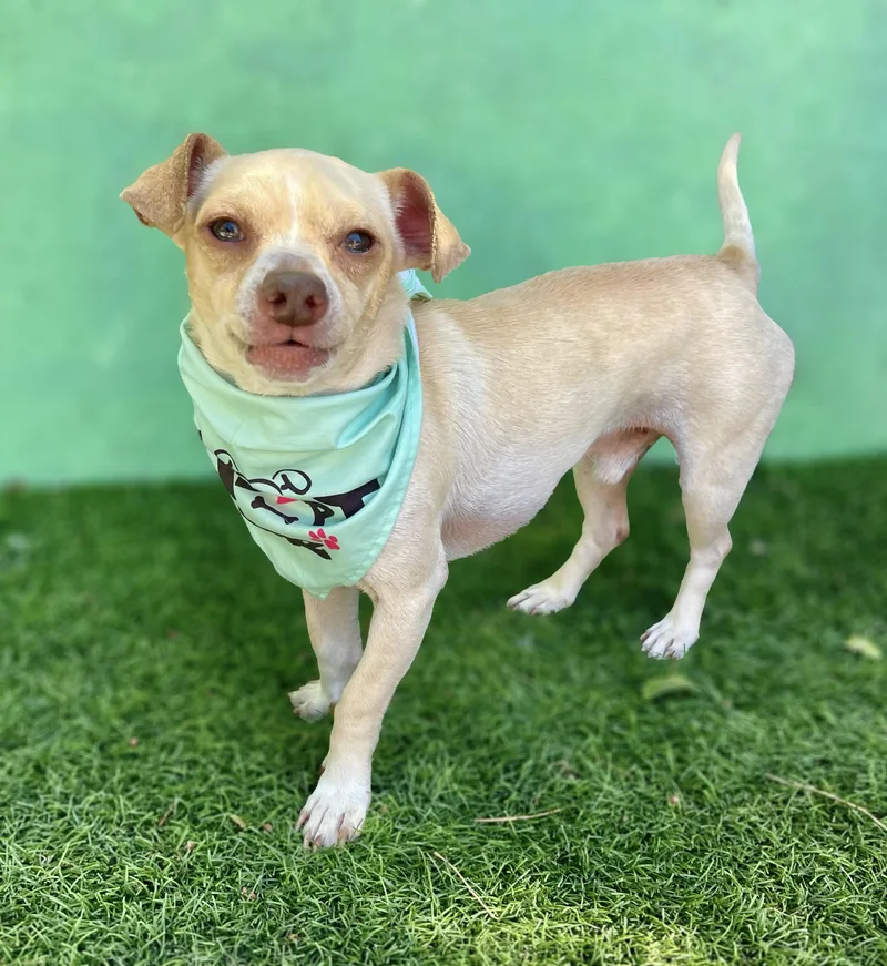 A young small-sized male Apricot / Beige Chihuahua dog named Mickey for adoption in Rowland Heights, CA