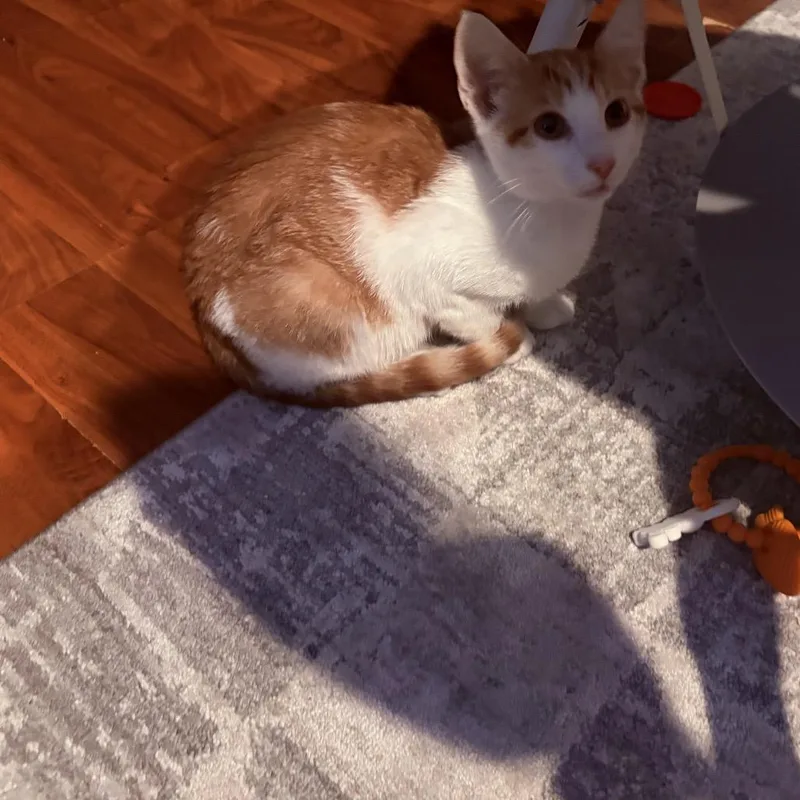 A young small-sized male Domestic Short Hair cat named Munchie for adoption in Melbourne, KY
