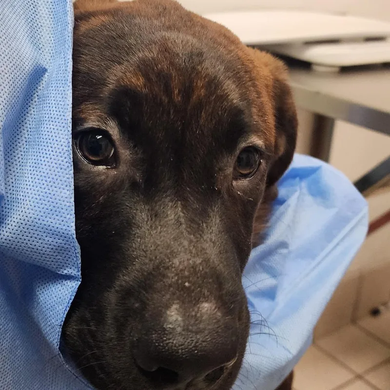 A baby medium-sized male Yellow / Tan / Blond / Fawn Mixed Breed dog named Winston for adoption in Charleston, WV