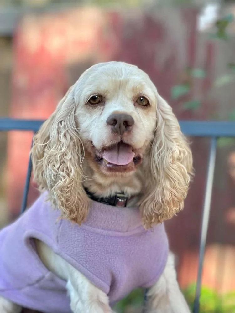 A senior small-sized female Cavalier King Charles Spaniel dog named Birdie for adoption in Columbus, OH