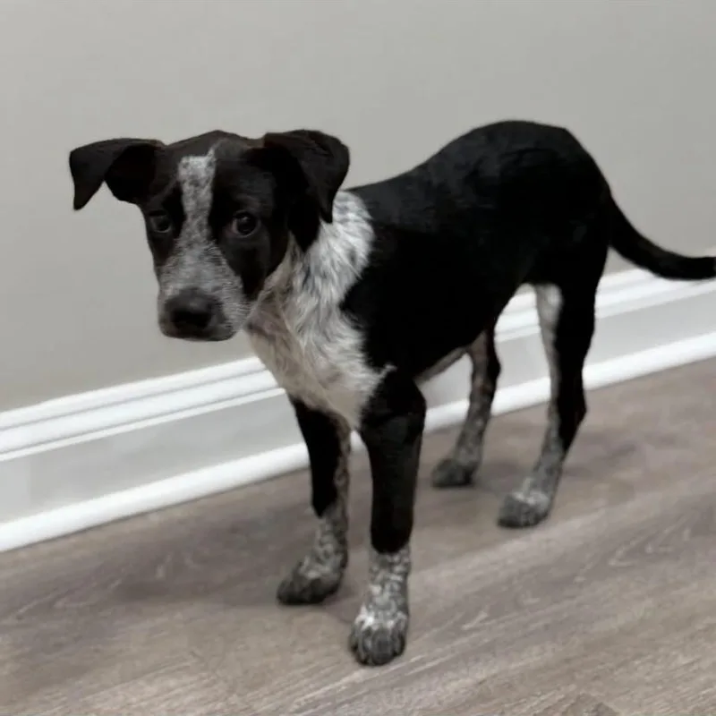 A baby medium-sized female Australian Cattle Dog / Blue Heeler dog named Zelda for adoption in Philadelphia, PA