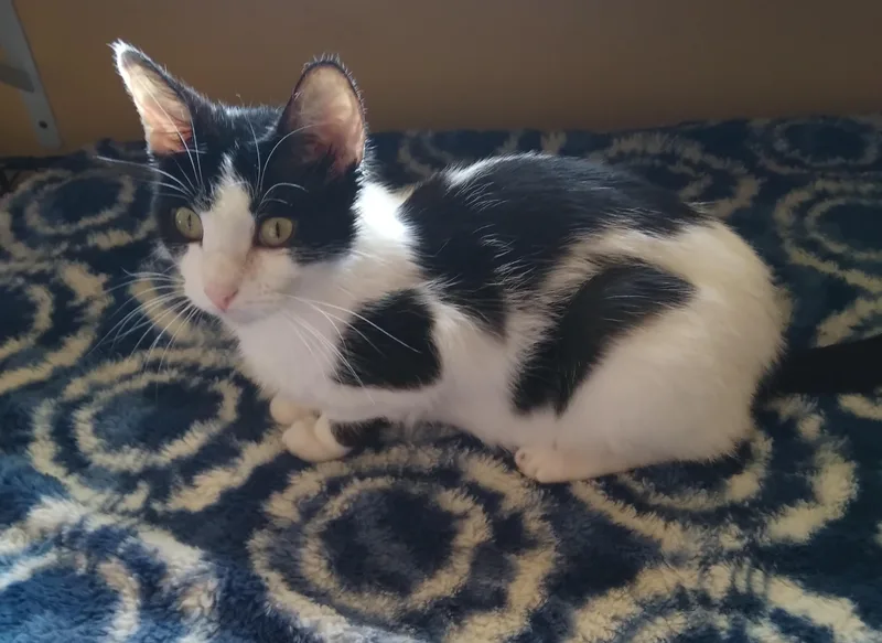 A young medium-sized female Black & White / Tuxedo Domestic Short Hair cat named Bridget for adoption in Owatonna, MN