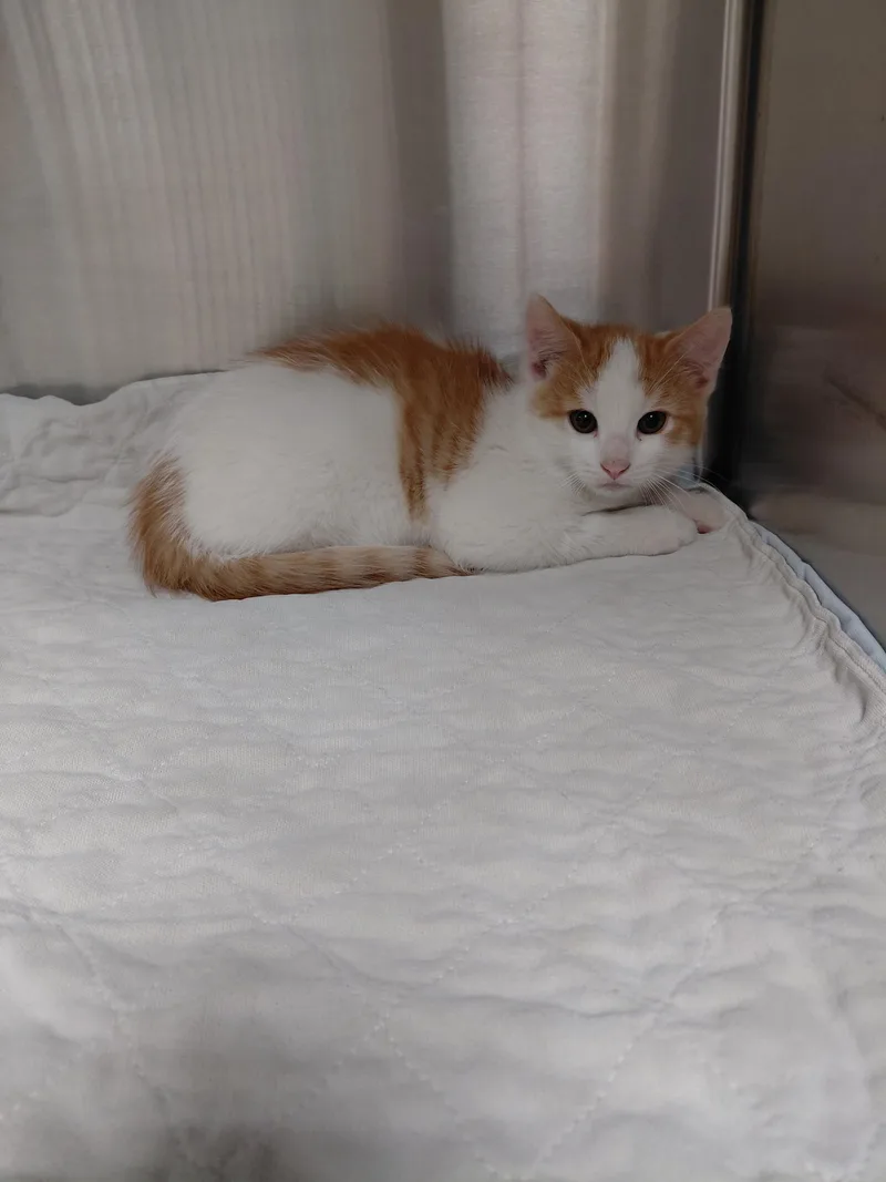 A baby medium-sized male Orange & White Domestic Short Hair cat named Sloth for adoption in Hazleton, IA