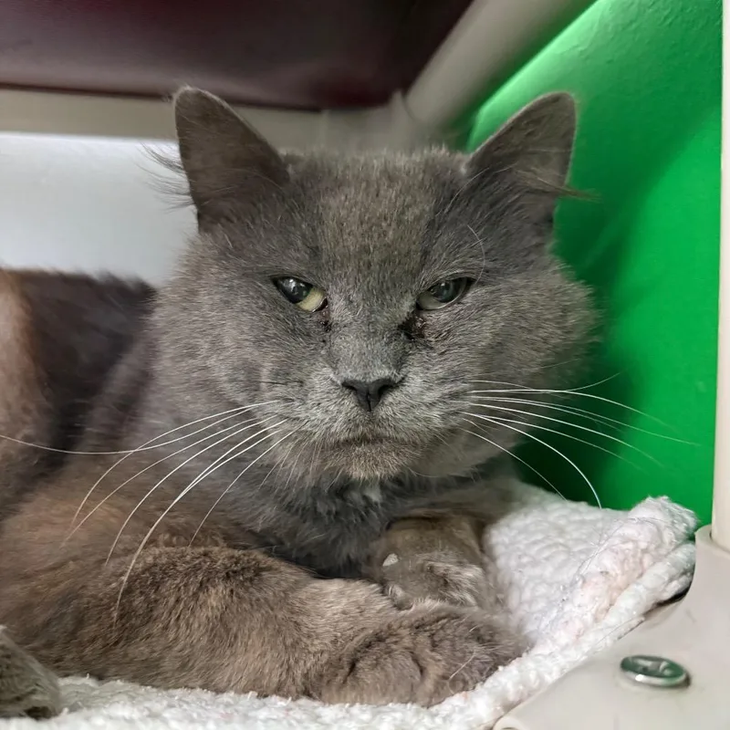 A senior large-sized male Gray / Blue / Silver Domestic Medium Hair cat named Tobias Houston for adoption in Denver, CO
