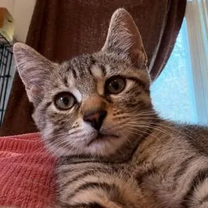 A baby medium-sized male Domestic Short Hair cat named Poe for adoption in Honeoye, NY
