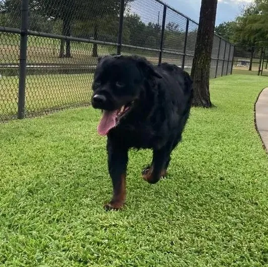 An adult extra large-sized male Black Rottweiler dog named Rocko for adoption in Polk, OH