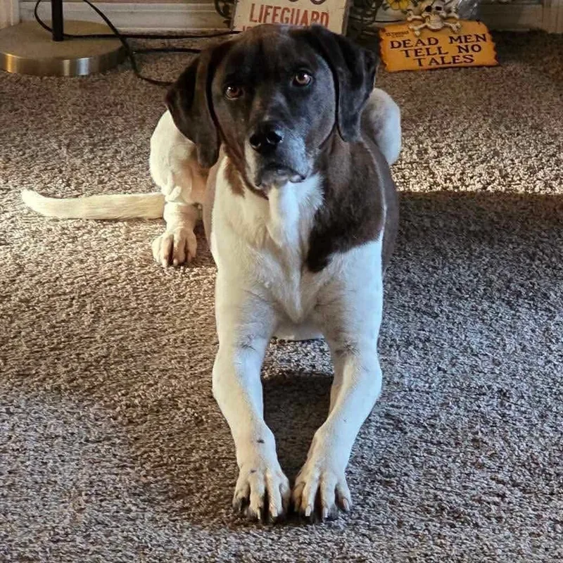 An adult large-sized female English Pointer dog named Molly for adoption in Yukon, OK